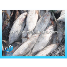 Gefrorener Skipjack Thunfisch / Bonito